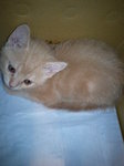 CAT01.JPG